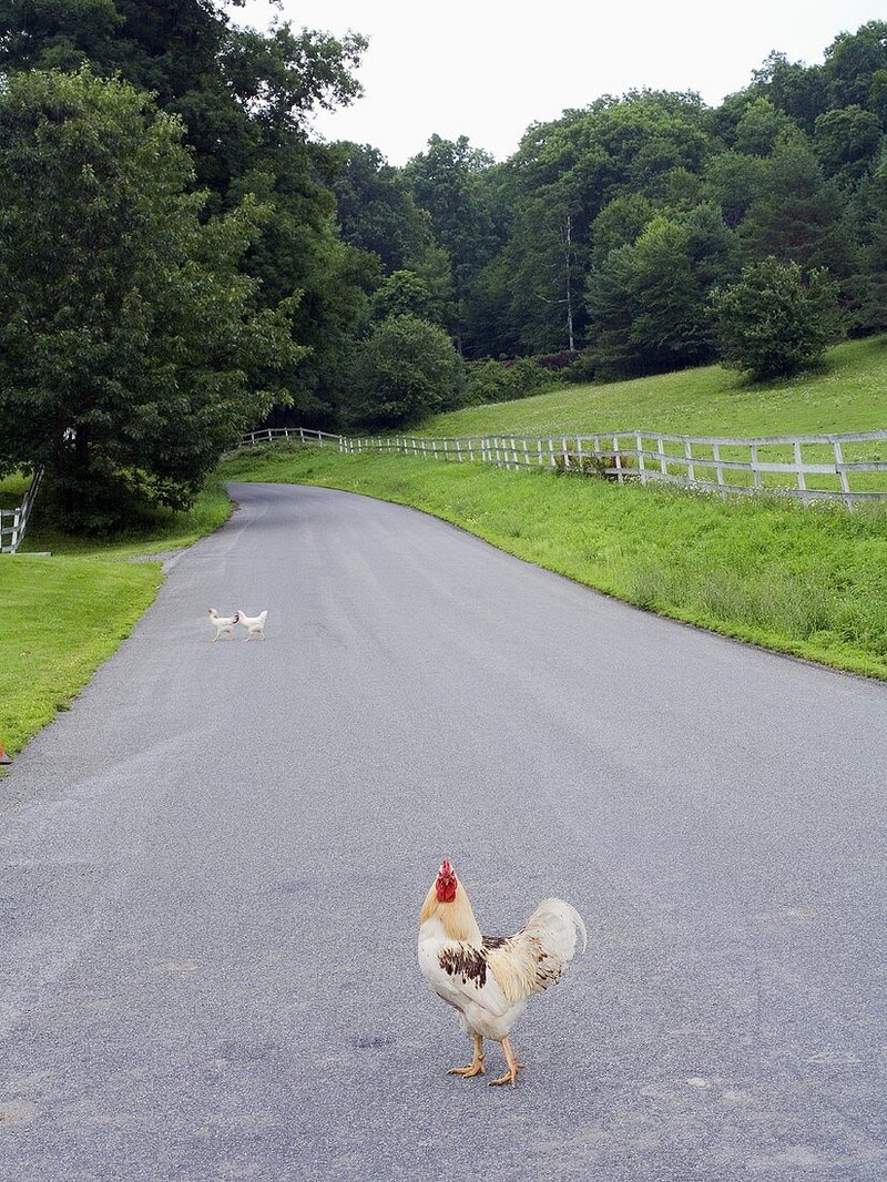 Introduction to chicken road gokspel
